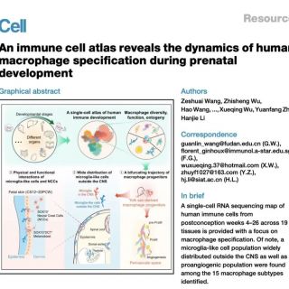 Cell: 15種巨噬細(xì)胞亞型（含全新發(fā)現(xiàn)的類(lèi)小膠質(zhì)細(xì)胞及促血管生成巨噬細(xì)胞）在人類(lèi)產(chǎn)前的時(shí)空動(dòng)態(tài)圖譜